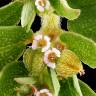 Fotografia 1 da espécie Chamaesyce maculata do Jardim Botânico UTAD