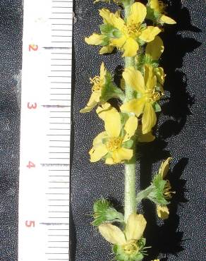 Fotografia 4 da espécie Agrimonia eupatoria subesp. eupatoria no Jardim Botânico UTAD