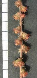 Fotografia da espécie Agrimonia eupatoria subesp. eupatoria