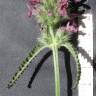 Fotografia 10 da espécie Betonica officinalis subesp. officinalis do Jardim Botânico UTAD