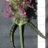 Fotografia 11 da espécie Betonica officinalis subesp. officinalis do Jardim Botânico UTAD