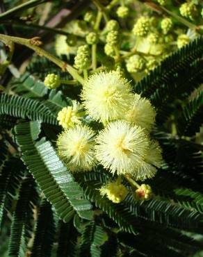 Fotografia 1 da espécie Acacia mearnsii no Jardim Botânico UTAD