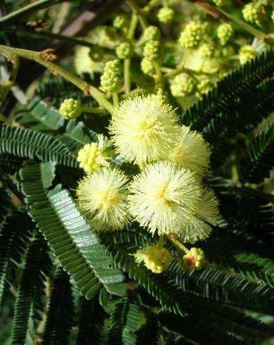 Fotografia de capa Acacia mearnsii - do Jardim Botânico