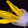 Fotografia 7 da espécie Chondrilla juncea do Jardim Botânico UTAD