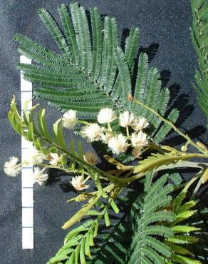 Fotografia 3 da espécie Acacia mearnsii no Jardim Botânico UTAD