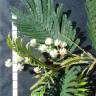 Fotografia 3 da espécie Acacia mearnsii do Jardim Botânico UTAD