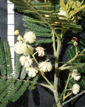 Fotografia 5 da espécie Acacia mearnsii no Jardim Botânico UTAD