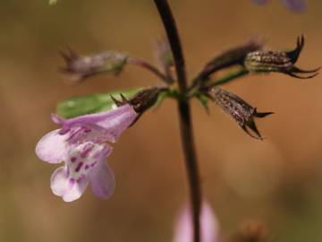 Fotografia da espécie Clinopodium nepeta