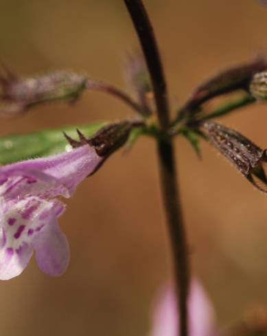 Fotografia de capa Clinopodium nepeta - do Jardim Botânico