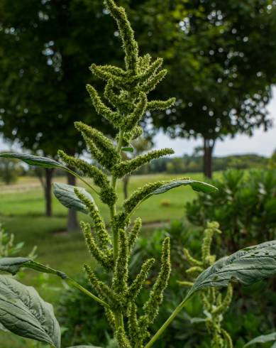 Fotografia de capa Amaranthus retroflexus - do Jardim Botânico