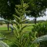 Fotografia 1 da espécie Amaranthus retroflexus do Jardim Botânico UTAD