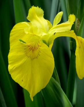 Fotografia 2 da espécie Iris pseudacorus no Jardim Botânico UTAD