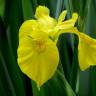 Fotografia 2 da espécie Iris pseudacorus do Jardim Botânico UTAD
