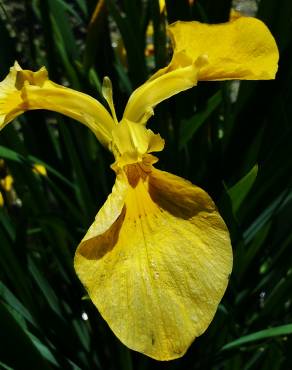 Fotografia 3 da espécie Iris pseudacorus no Jardim Botânico UTAD