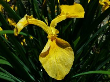 Fotografia da espécie Iris pseudacorus