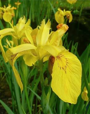Fotografia 1 da espécie Iris pseudacorus no Jardim Botânico UTAD