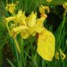 Fotografia 1 da espécie Iris pseudacorus do Jardim Botânico UTAD