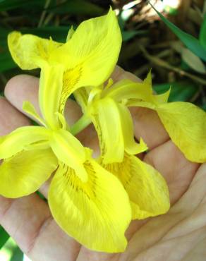 Fotografia 5 da espécie Iris pseudacorus no Jardim Botânico UTAD