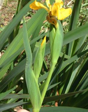 Fotografia 6 da espécie Iris pseudacorus no Jardim Botânico UTAD