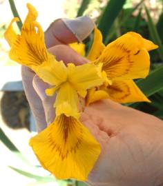 Fotografia da espécie Iris pseudacorus
