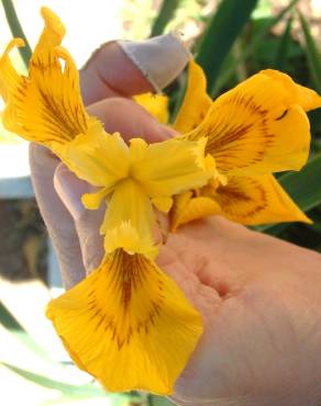 Fotografia 7 da espécie Iris pseudacorus no Jardim Botânico UTAD