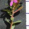 Fotografia 4 da espécie Lythrum junceum do Jardim Botânico UTAD
