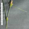 Fotografia 4 da espécie Carex extensa do Jardim Botânico UTAD