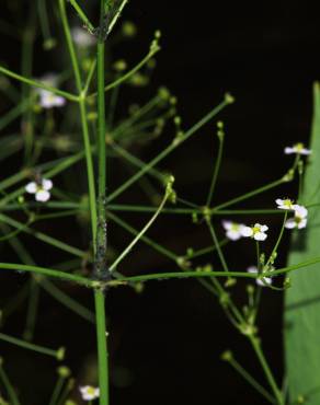 Fotografia 9 da espécie Alisma lanceolatum no Jardim Botânico UTAD
