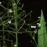 Fotografia 9 da espécie Alisma lanceolatum do Jardim Botânico UTAD