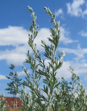 Fotografia 13 da espécie Artemisia absinthium no Jardim Botânico UTAD