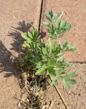 Fotografia 15 da espécie Artemisia absinthium no Jardim Botânico UTAD