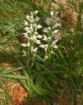 Fotografia 3 da espécie Cephalanthera longifolia no Jardim Botânico UTAD