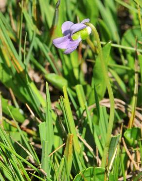 Fotografia 5 da espécie Viola palustris subesp. palustris no Jardim Botânico UTAD