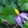 Fotografia 5 da espécie Solanum dulcamara do Jardim Botânico UTAD
