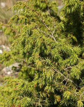 Fotografia 4 da espécie Juniperus oxycedrus subesp. oxycedrus no Jardim Botânico UTAD