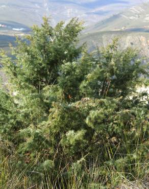 Fotografia 5 da espécie Juniperus oxycedrus subesp. oxycedrus no Jardim Botânico UTAD