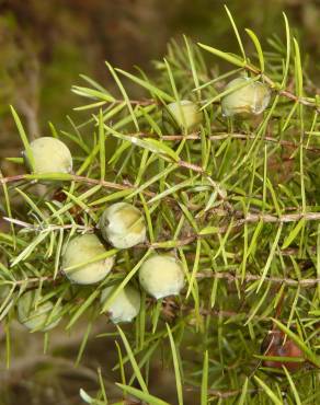 Fotografia 6 da espécie Juniperus oxycedrus subesp. oxycedrus no Jardim Botânico UTAD