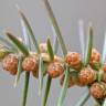 Fotografia 7 da espécie Juniperus oxycedrus subesp. oxycedrus do Jardim Botânico UTAD
