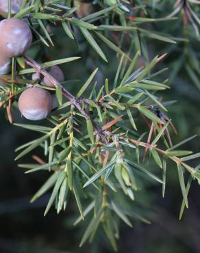Fotografia 10 da espécie Juniperus oxycedrus subesp. oxycedrus no Jardim Botânico UTAD