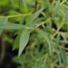 Fotografia 5 da espécie Salix alba do Jardim Botânico UTAD
