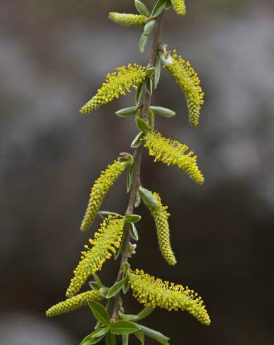 Fotografia de capa Salix alba - do Jardim Botânico