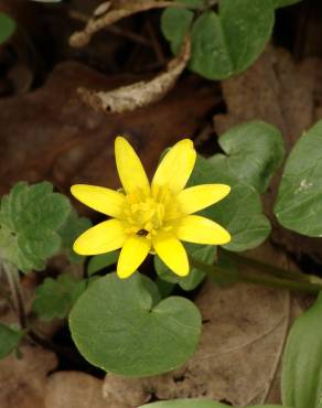 Fotografia 6 da espécie Ranunculus ficaria subesp. ficaria no Jardim Botânico UTAD