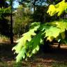 Fotografia 3 da espécie Quercus robur do Jardim Botânico UTAD