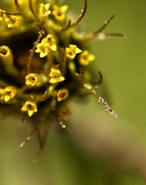 Fotografia 8 da espécie Bidens frondosa no Jardim Botânico UTAD