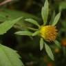 Fotografia 10 da espécie Bidens frondosa do Jardim Botânico UTAD