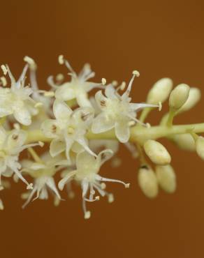 Fotografia 10 da espécie Anredera cordifolia no Jardim Botânico UTAD