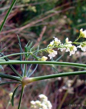 Fotografia 4 da espécie Galium glaucum subesp. australe no Jardim Botânico UTAD