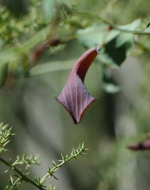 Fotografia 5 da espécie Aristolochia baetica no Jardim Botânico UTAD