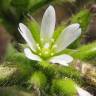 Fotografia 1 da espécie Cerastium glomeratum do Jardim Botânico UTAD
