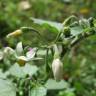 Fotografia 5 da espécie Solanum nigrum do Jardim Botânico UTAD